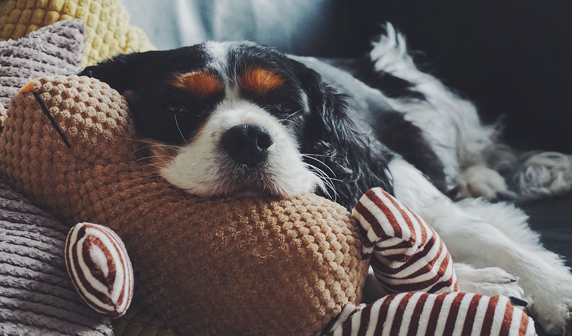 Hund genießt Fernwärme